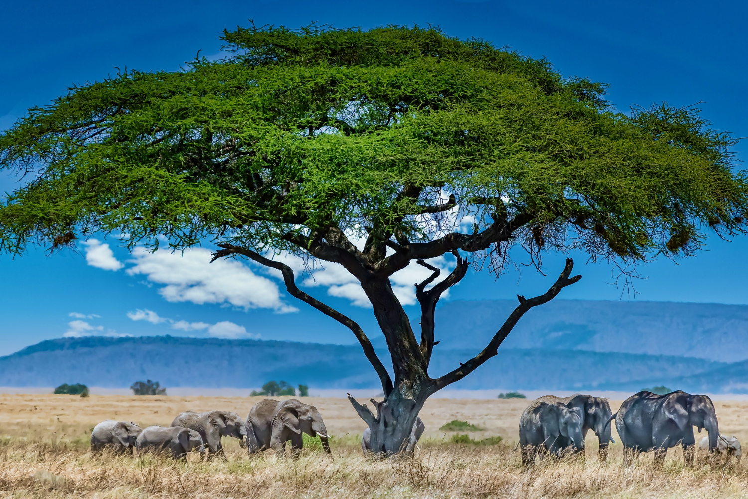 Tanzania Classica e Zanzibar