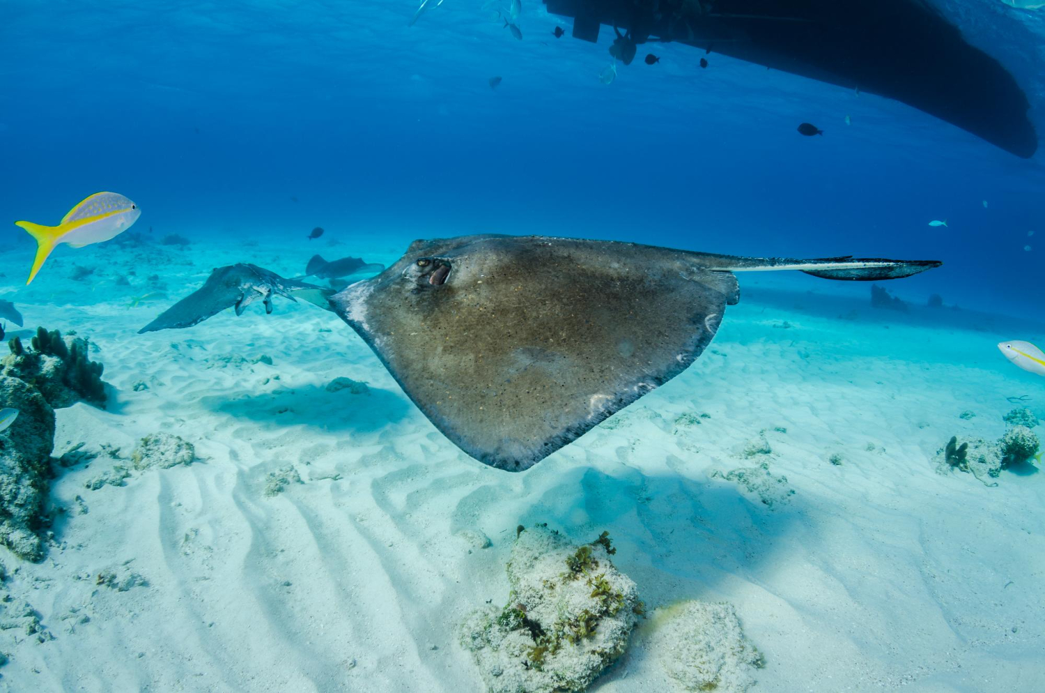 Snorkeling e immersioni